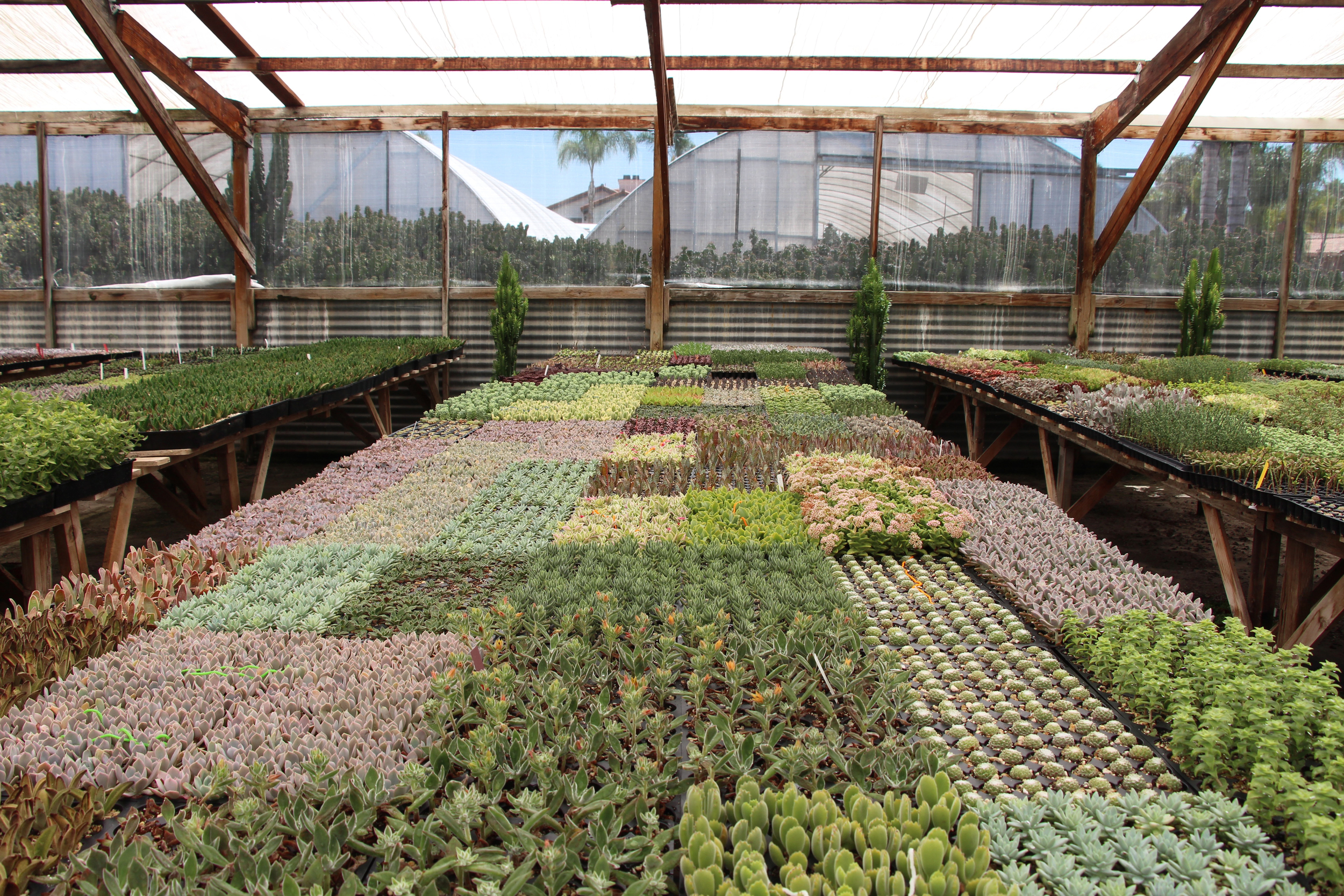 Rancho Vista Nursery in Vista, California. Quality cactus and succulents sold wholesale to the trade and public.
